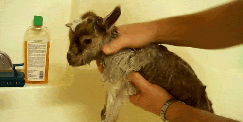 09_Goat Bath