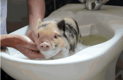 12_Pig Bath